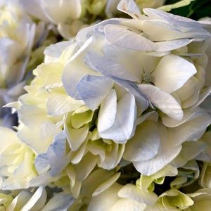 Meet your Posher, Kelli